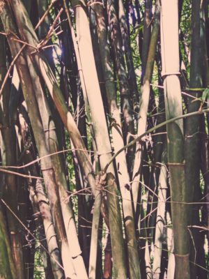 Bamboo