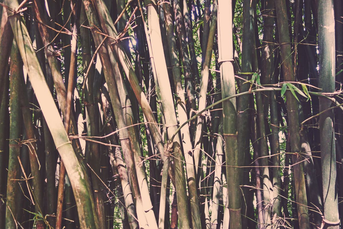 Bamboo