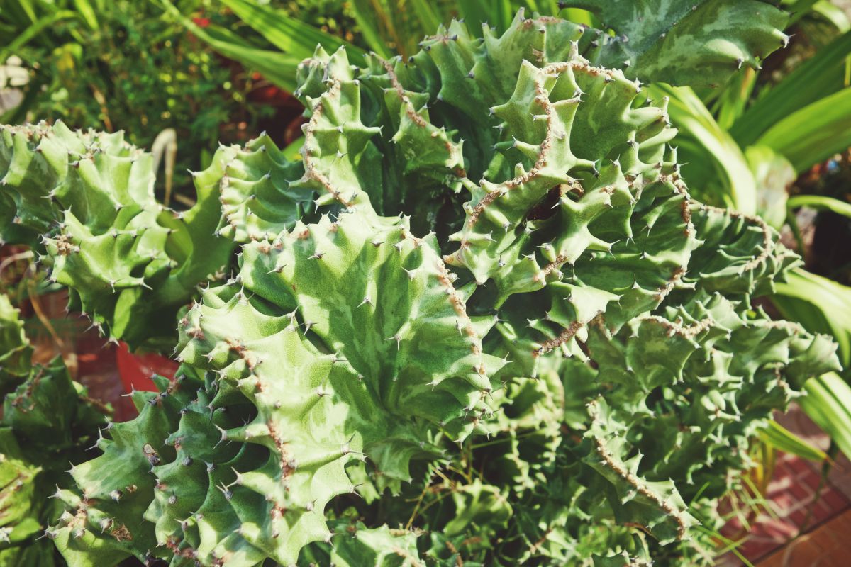 Cactus Close Up