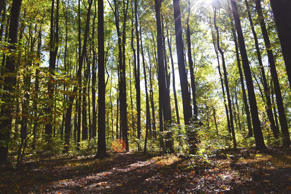 Forest